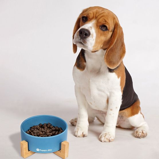 Bol ceramic pentru câine sau pisică albastru PJ-033