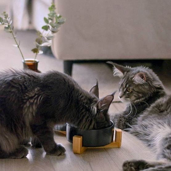 BOL CU SUPORT PENTRU HRANĂ ȘI APĂ PENTRU ANIMALE NEGRU 331579