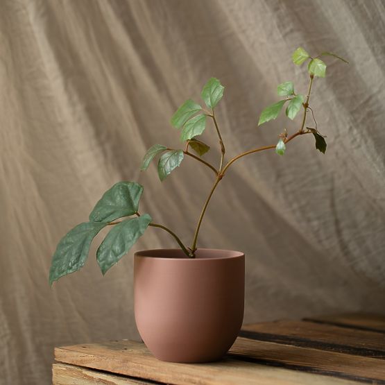 Ghiveci SHIRE culoare roz pudrat stil modern pentru interior ameliahome