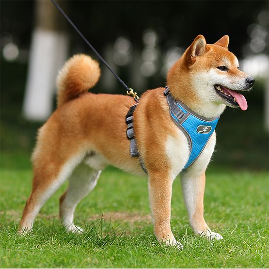 Ham pentru antrenament câini ASTRO albastru mărimea XL