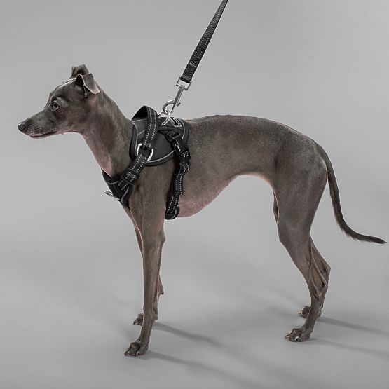 Lesă și ham pentru câine PJ-051 negru S