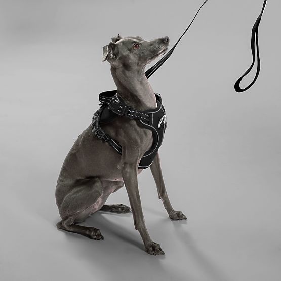 Lesă și ham pentru câine PJ-051 negru S