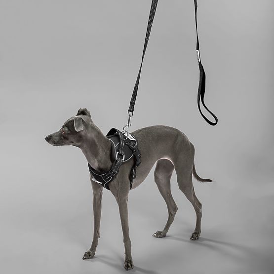 Lesă și ham pentru câine PJ-055 negru M