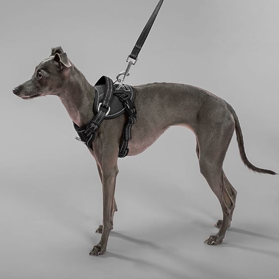 Lesă și ham pentru câine PJ-055 negru M