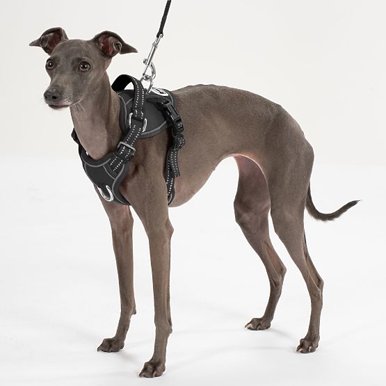 Lesă și ham pentru câine PJ-055 negru M