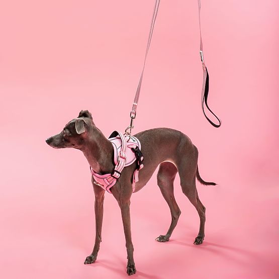 Lesă și ham pentru câine PJ-056 roz M