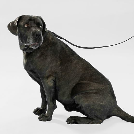 Lesă și zgardă pentru câine PJ-071 negru M