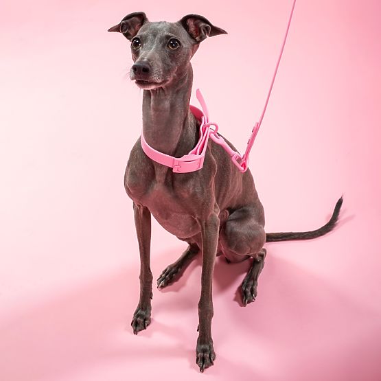 Lesă și zgardă pentru câine PJ-072 roz M