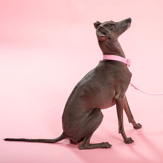 Lesă și zgardă pentru câine PJ-072 roz M