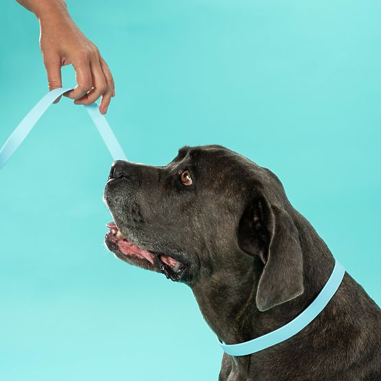 Lesă și zgardă pentru câine PJ-074 albastru M