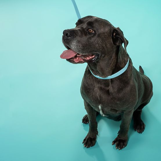 Lesă și zgardă pentru câine PJ-074 albastru M