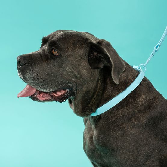 Lesă și zgardă pentru câine PJ-074 albastru M