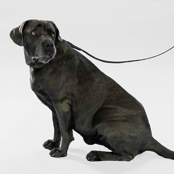 Lesă și zgardă pentru câine PJ-075 negru L