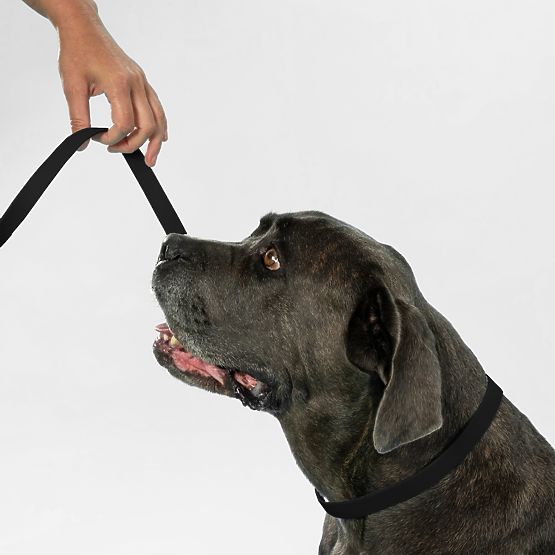 Lesă și zgardă pentru câine PJ-075 negru L