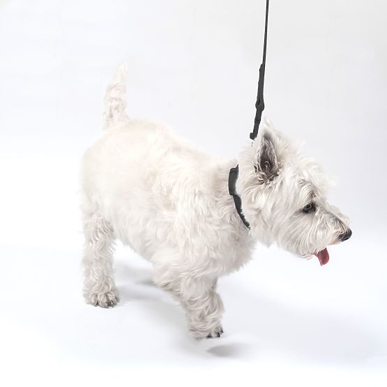 Lesă și zgardă pentru câine PJ-075 negru L