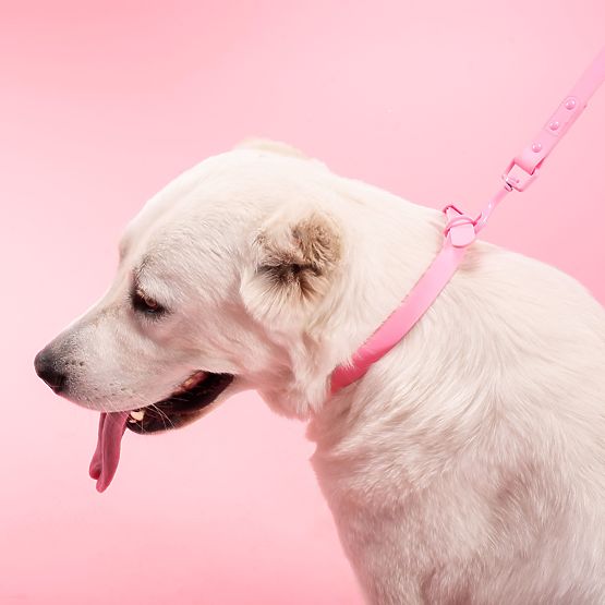 Lesă și zgardă pentru câine PJ-076 roz L