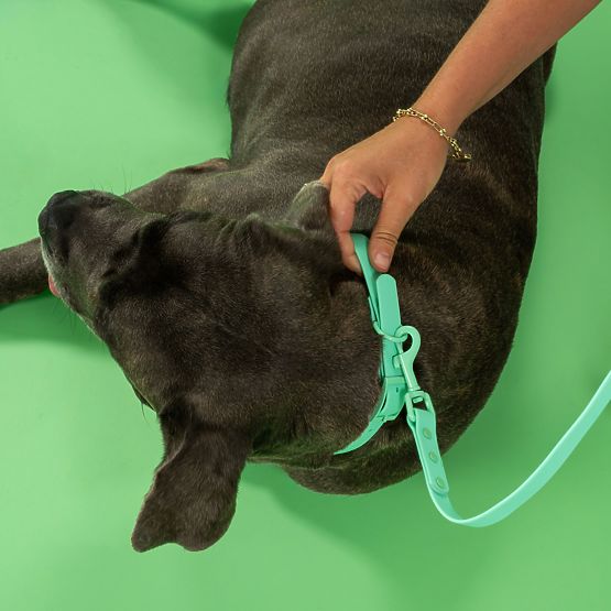 Lesă și zgardă pentru câine PJ-077 verde L