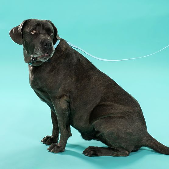 Lesă și zgardă pentru câine PJ-078 albastru L