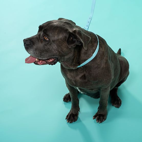 Lesă și zgardă pentru câine PJ-078 albastru L