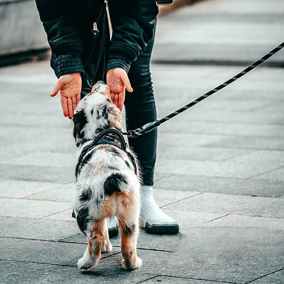 Lesă și zgardă reflectorizantă pentru câine PJ-036 Roz