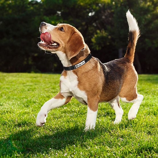 Lesă și zgardă reflectorizantă pentru câine PJ-091 negru