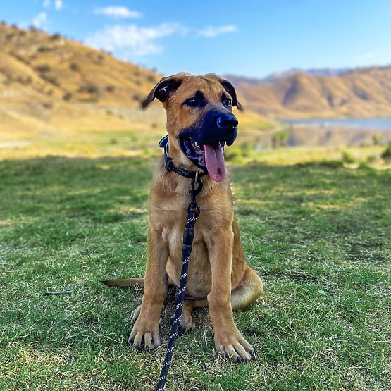 Lesă și zgardă reflectorizantă pentru câine PJ-091 negru