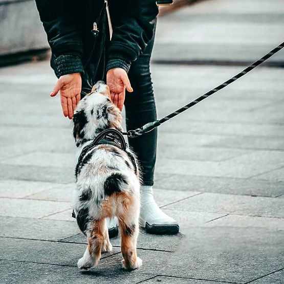 Lesă și zgardă reflectorizantă pentru câini PJ-035 roșu