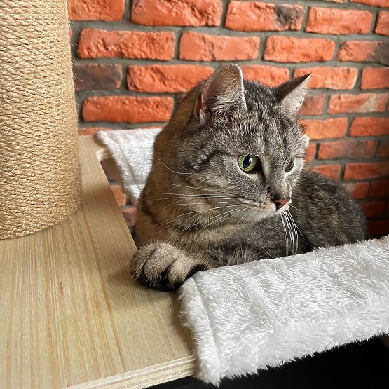 Mare ansamblu de zgâriere pentru pisici Bej 255-265cm P70503