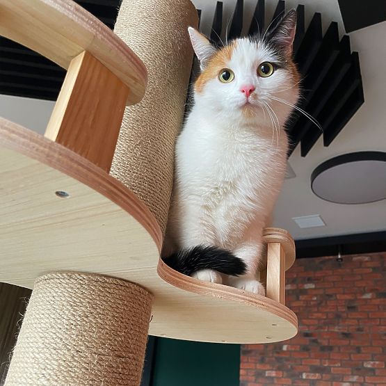 Mare ansamblu de zgâriere pentru pisici Bej 255-265cm P70503