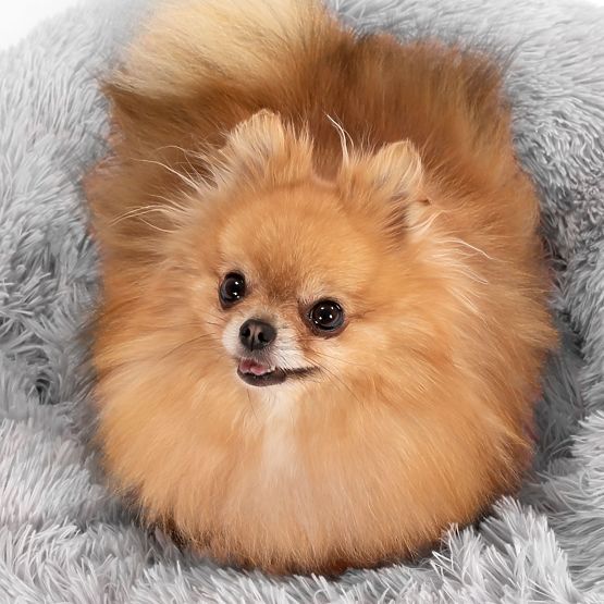 PAT PENTRU CÂINI ȘI PISICI PJ-015 GRI DESCHIS XL