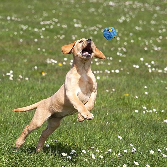 Set de 10 jucării pentru câini BALTO trăgătoare