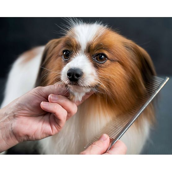 Set de foarfece pentru animale GROMMY pentru câini și pisici