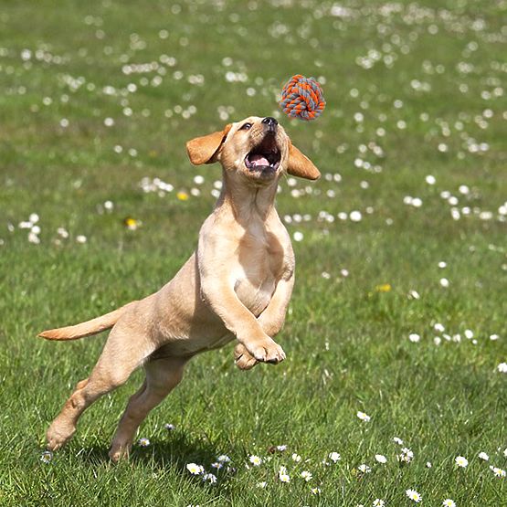 Set de jucării de tras pentru câini SPANKY 5 bucăți