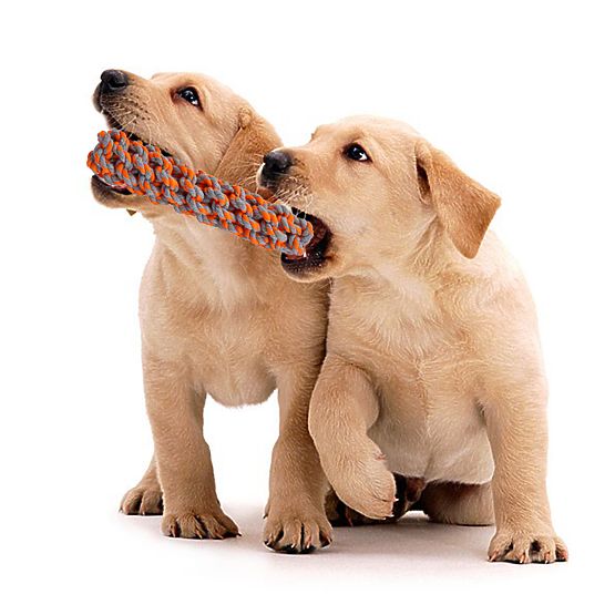 Set de jucării de tras pentru câini SPANKY 5 bucăți