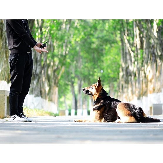Zgarda electrică de dresaj pentru câini pj-098