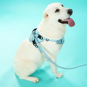 Lesă și ham pentru câine PJ-065 verde XL, PuppyJoy