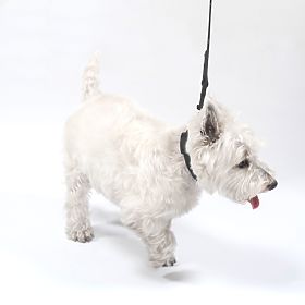 Lesă și zgardă pentru câine PJ-067 negru S