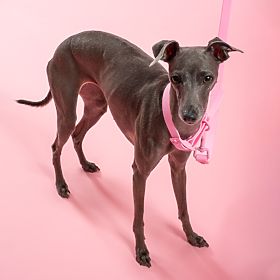 Lesă și zgardă pentru câine PJ-072 roz M