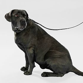 Lesă și zgardă pentru câine PJ-075 negru L, PuppyJoy